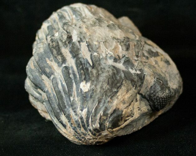 Bargain Enrolled Drotops Trilobite - / Around #17292